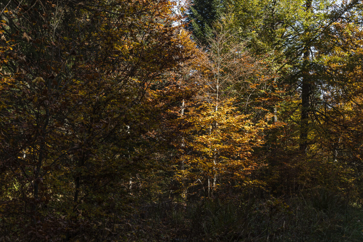 Herbstwald