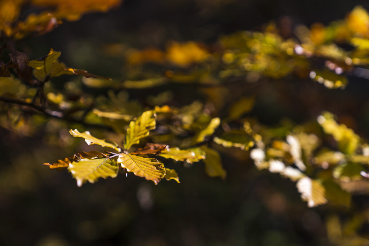 Herbstwald Details