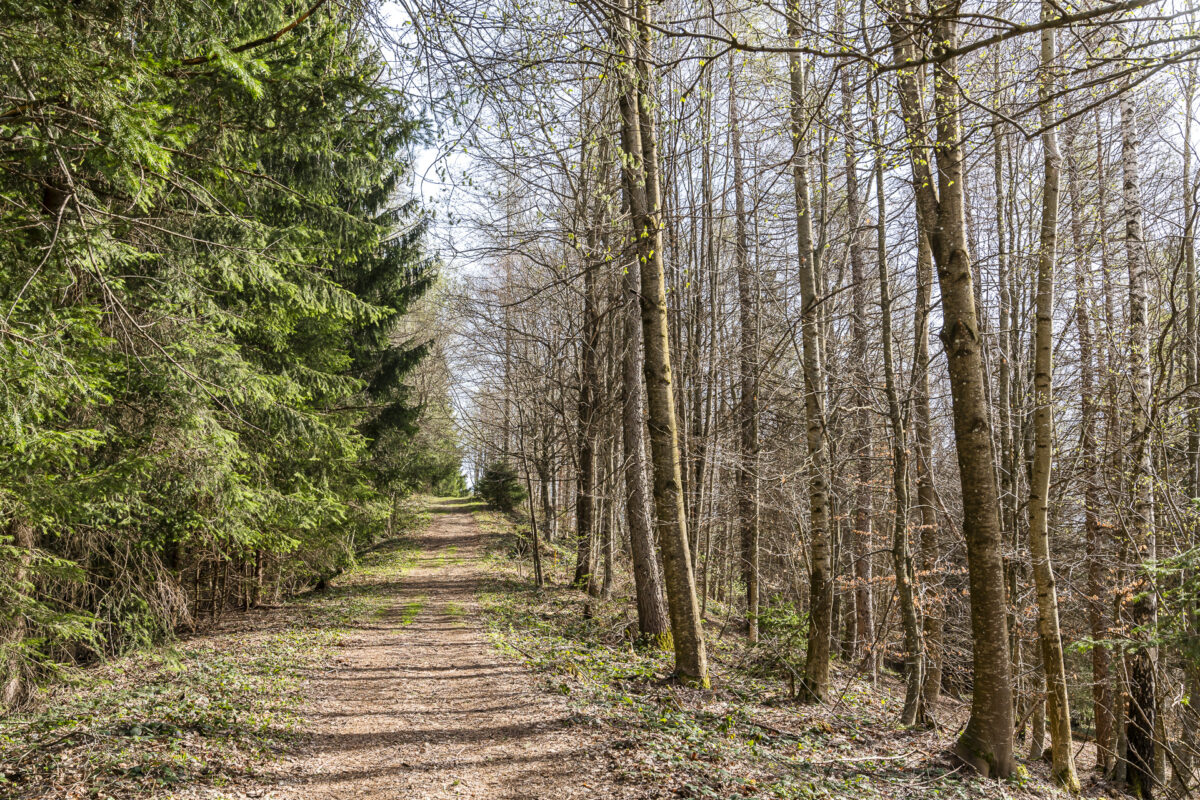 Waldweg im Frühling