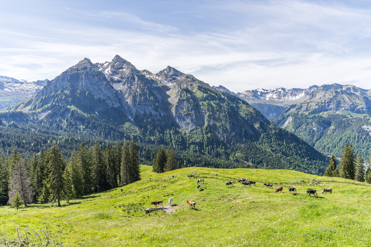 Aussicht von der Rosenhöchi