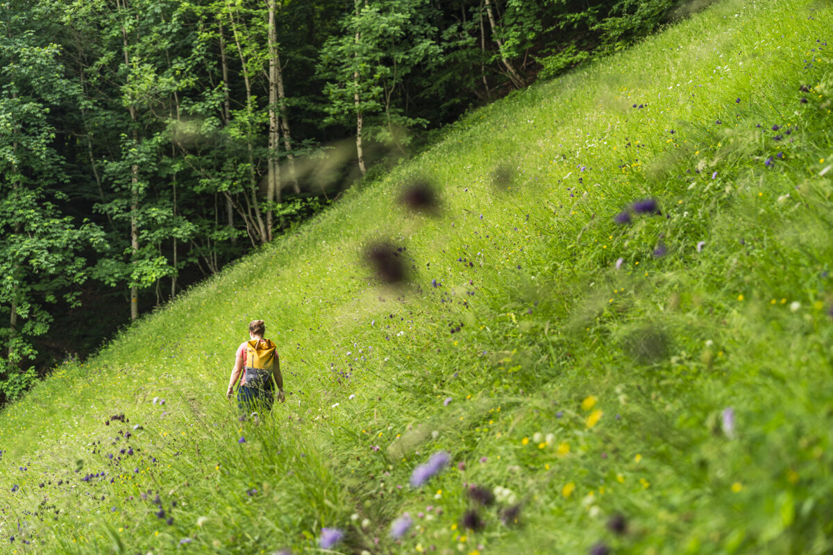 Artenreiche Trockenwiese