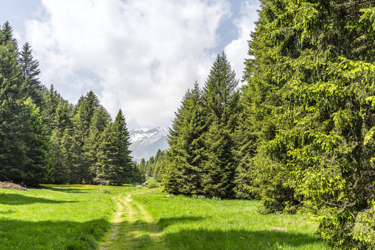 Wanderweg Surselva