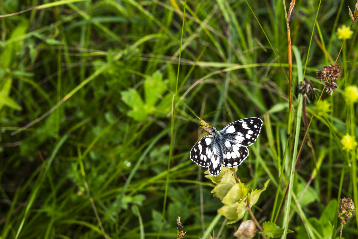 Detailaufnahme Schmetterling