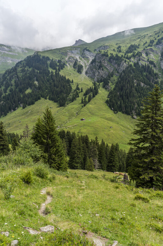 Alp Nova