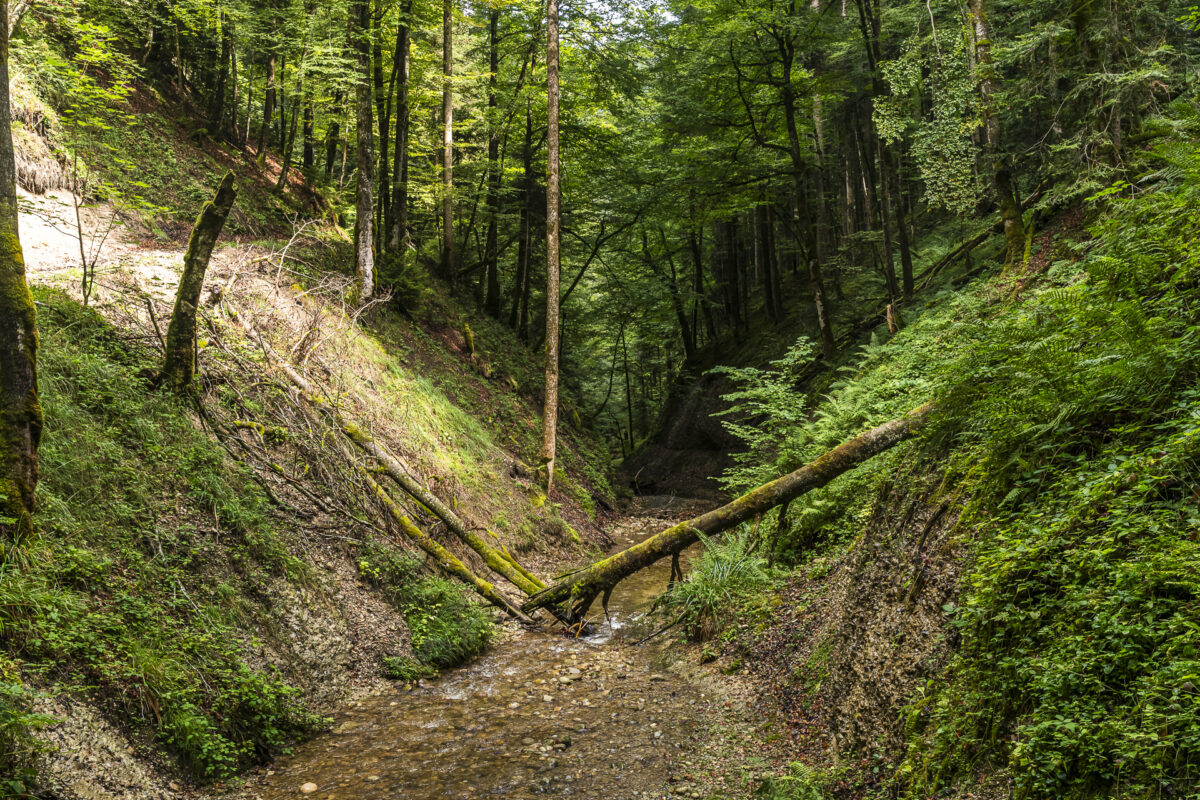Goldbach