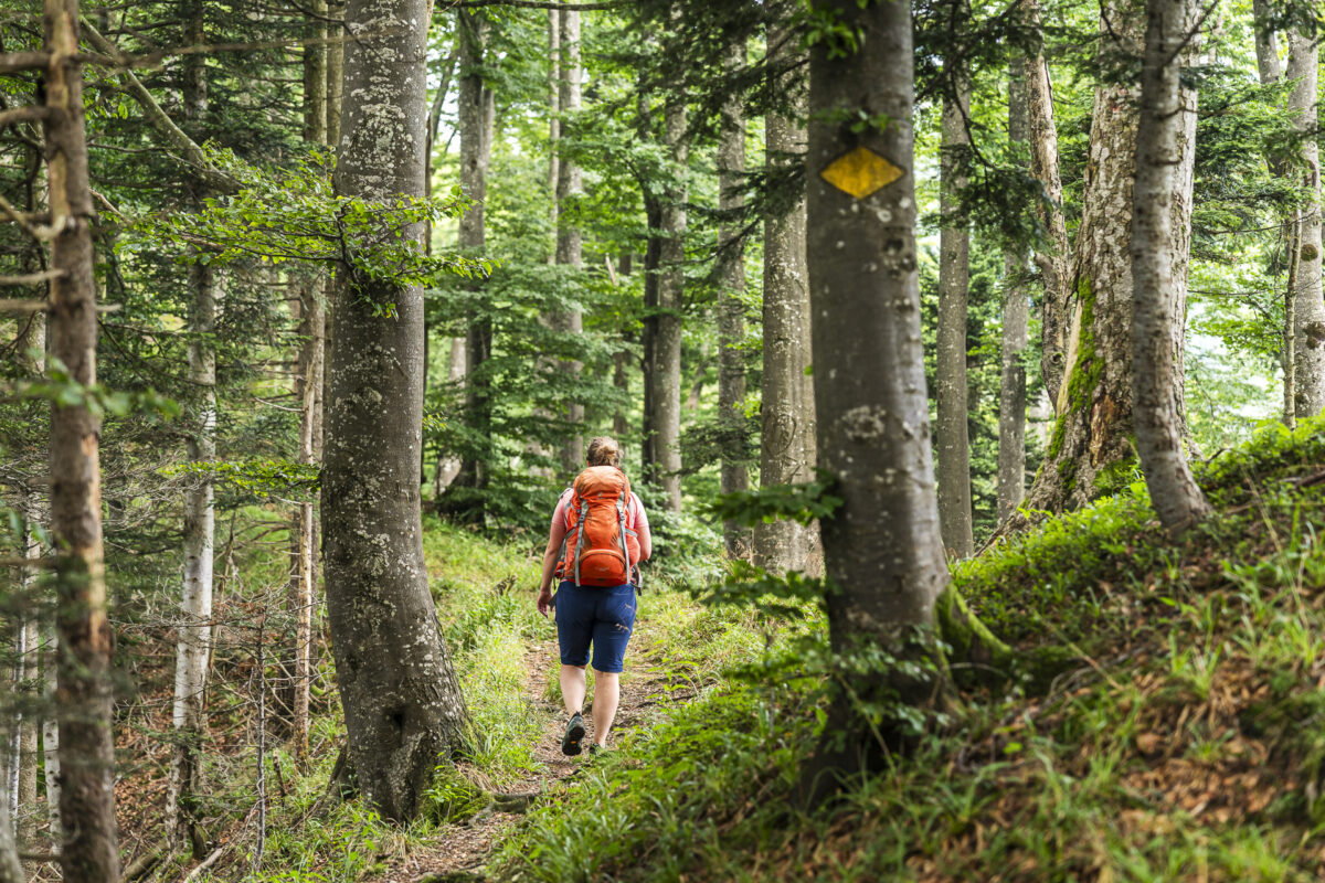Waldwege Napf