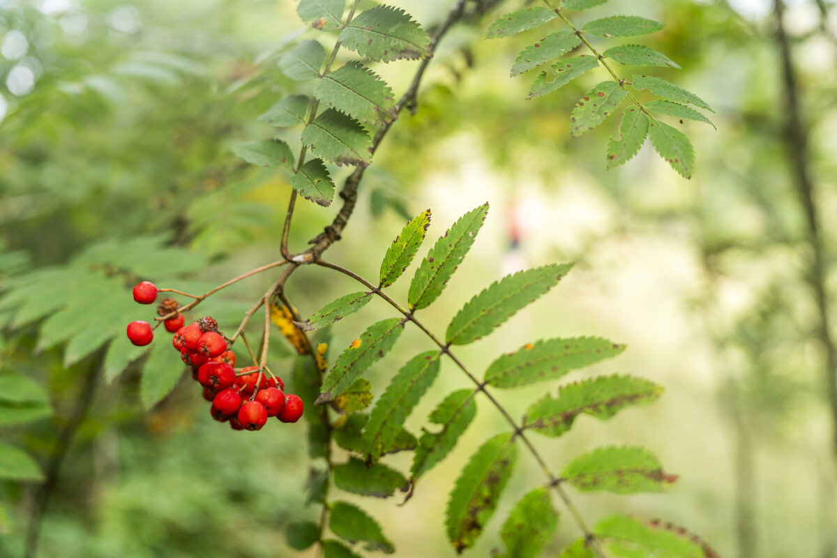 Vogelbeeren Napf