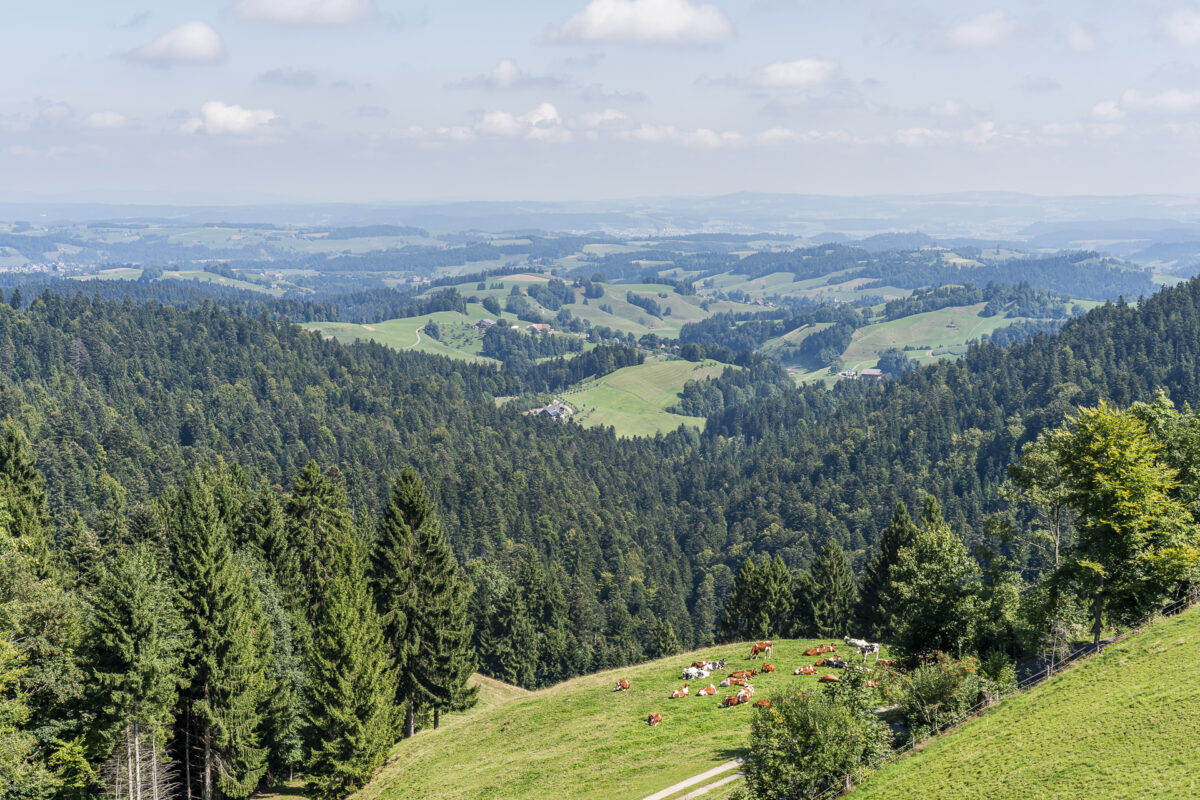 Aussicht Ahorn Napf