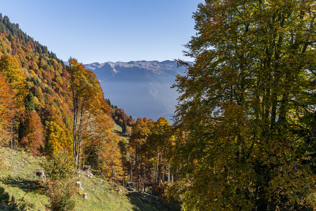 Herbstwälder im Glarnerland