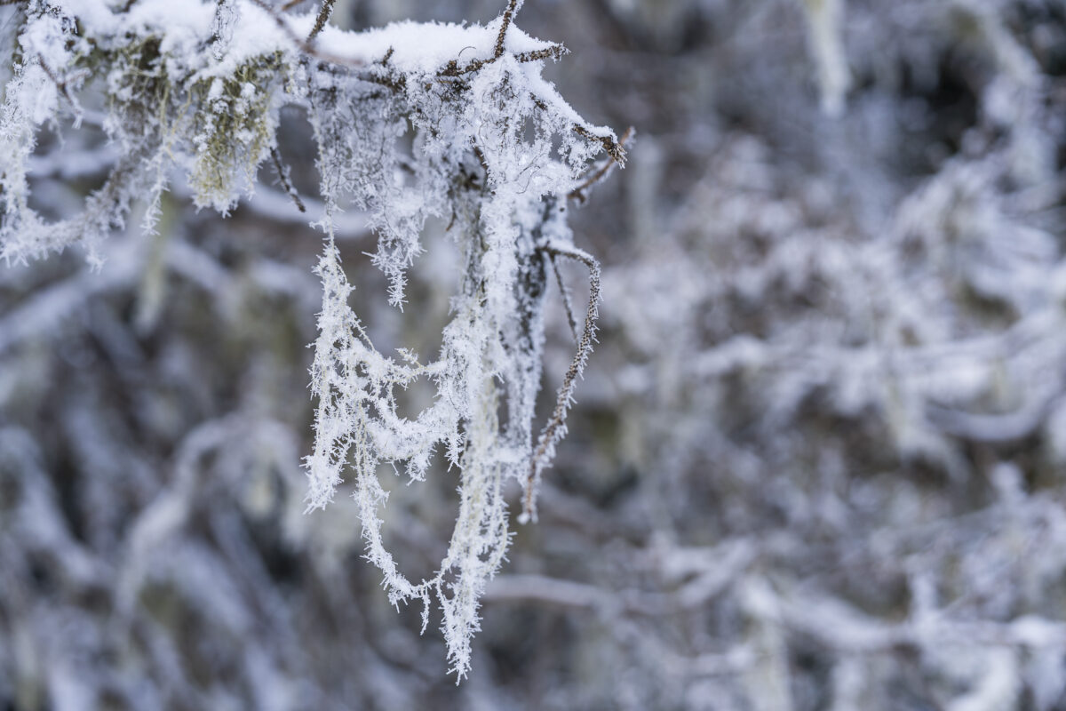 Fichtenflechten im Winter