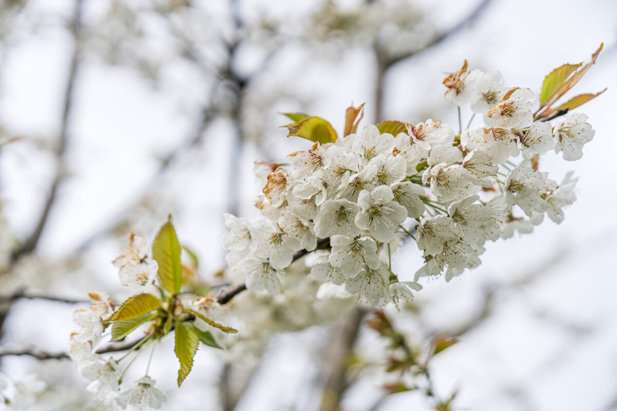 Kirschblüte
