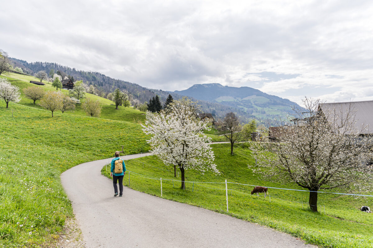 Kirschblütenwanderung Zug