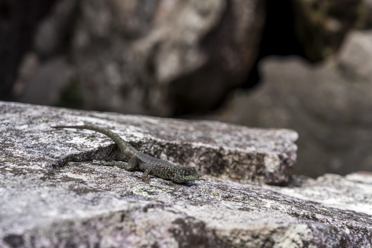 Eidechse in der Chapada Diamantina