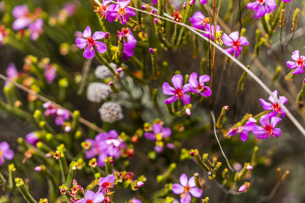 Blüten in der Chapada Diamantina