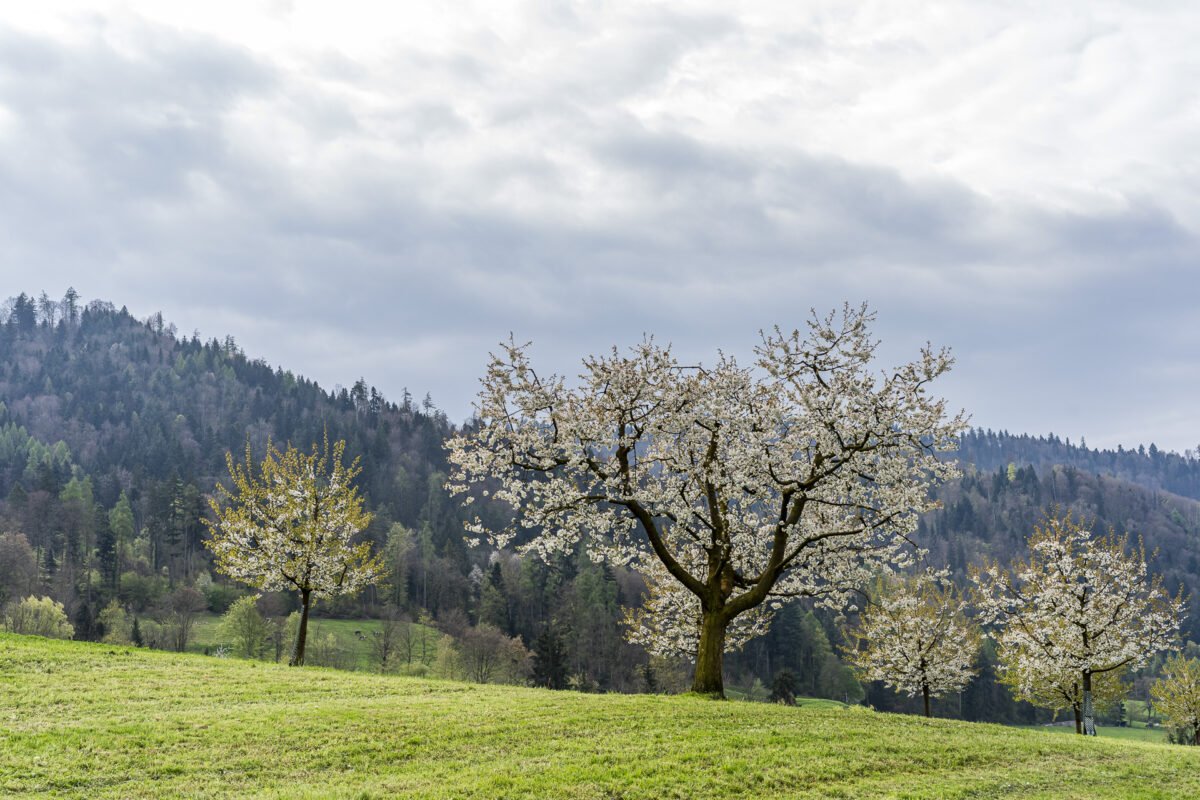 Kirschblüte Zug