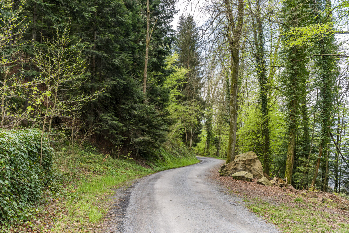 Waldweg bei Zug
