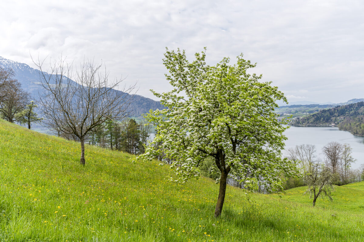 Blühender Kirschbaum