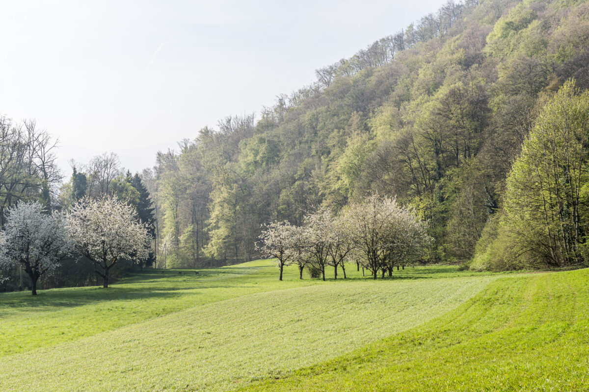 Waldlichtung bei Büren Solothurn