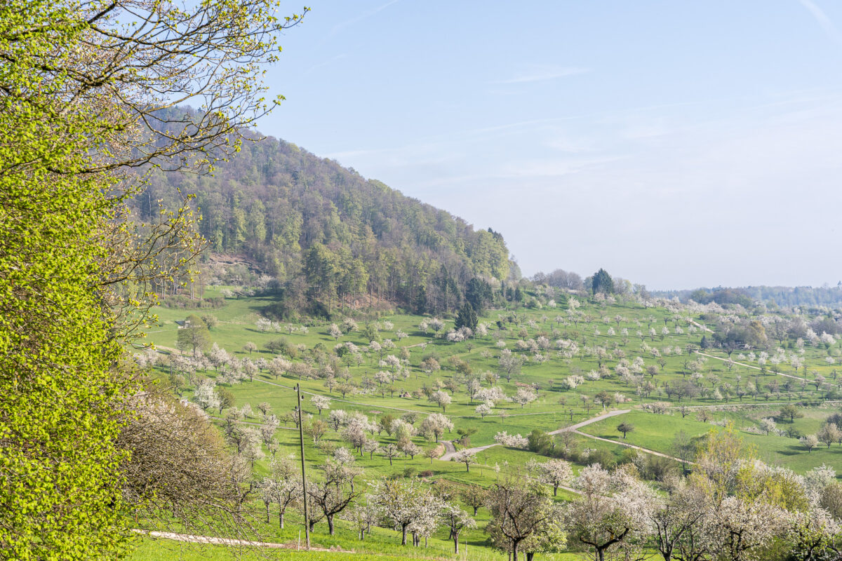 Kirschlandschaft Nuglar