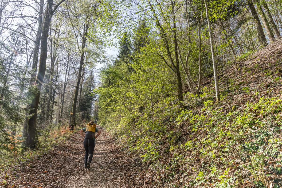 Hobelrank Hochwald