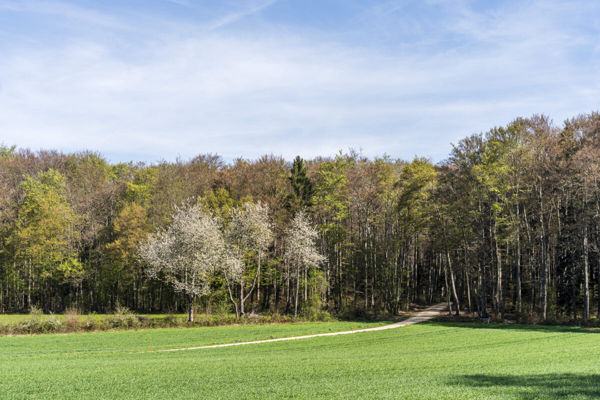 Gempenplateau