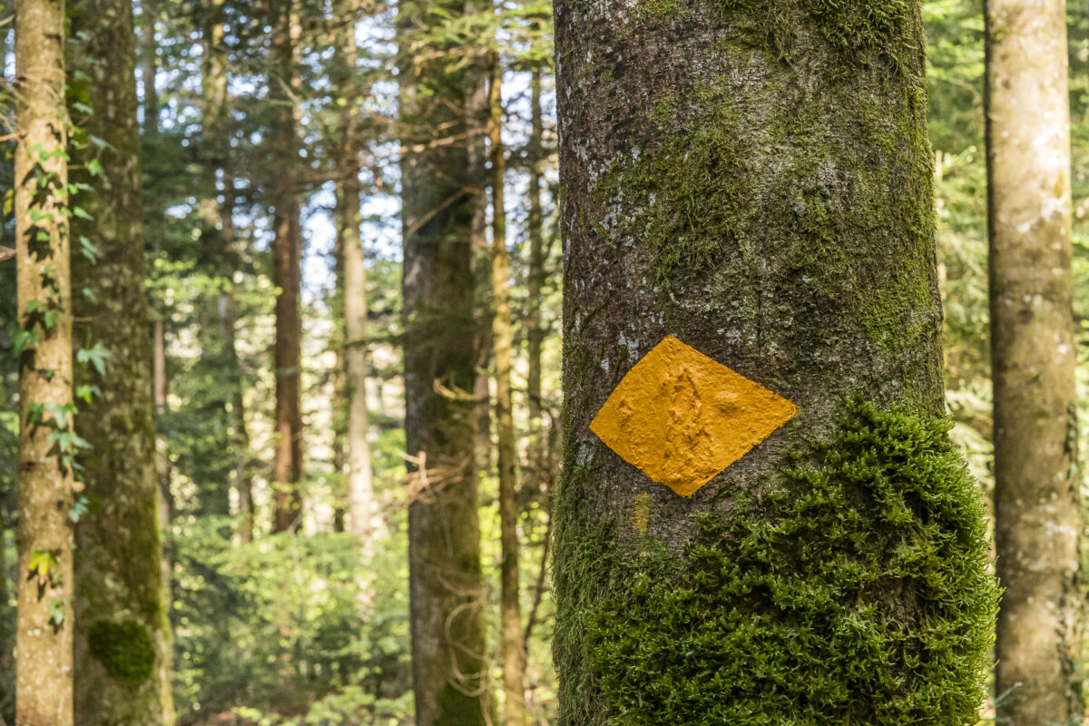 Wegweiser an Baum