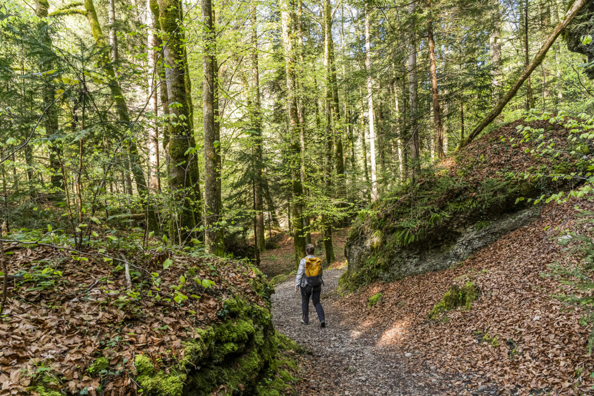 bewaldeter Wanderweg entlang der Sihl