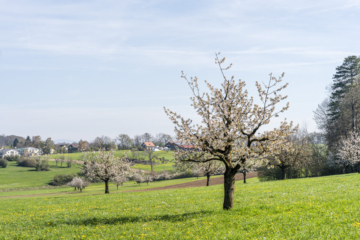 Gempen Kirschblüte