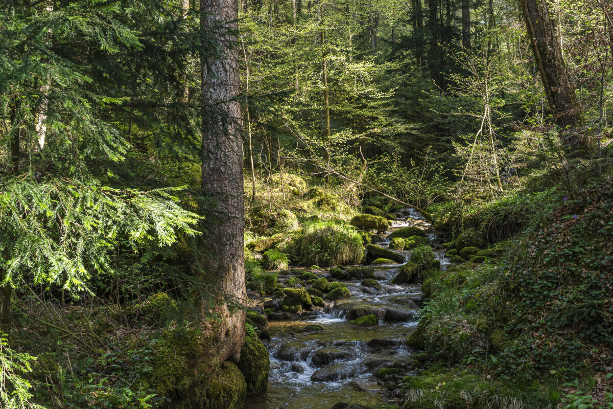 Natur in der Sihlschlucht