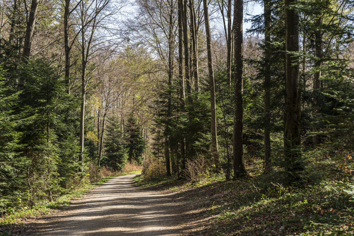 Wanderweg im Wald