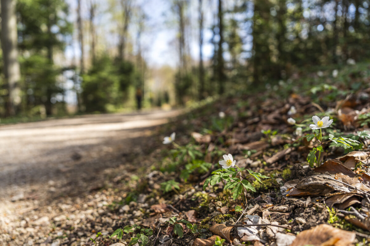 Frühling im Wald