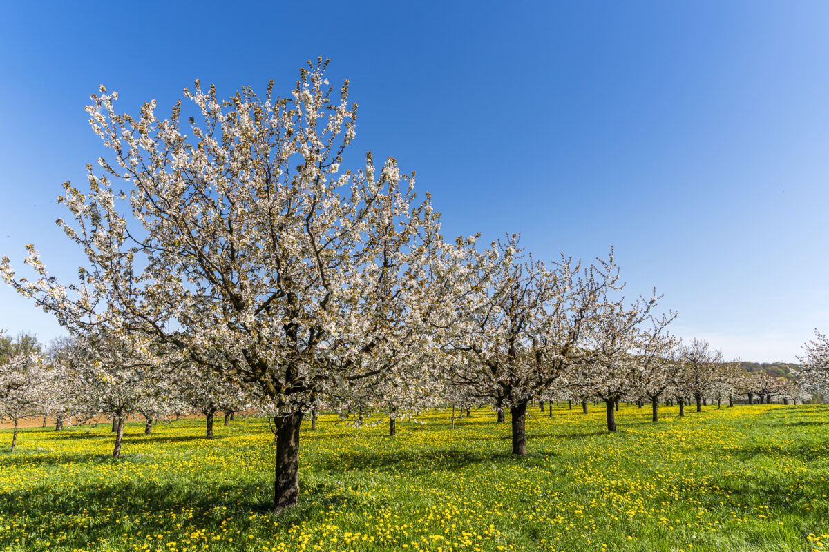 Kirschplantage Weiler Stollenhäusern