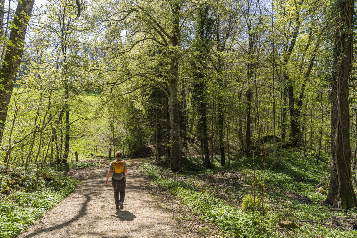 Waldweg bei Arlesheim zur Ermitage