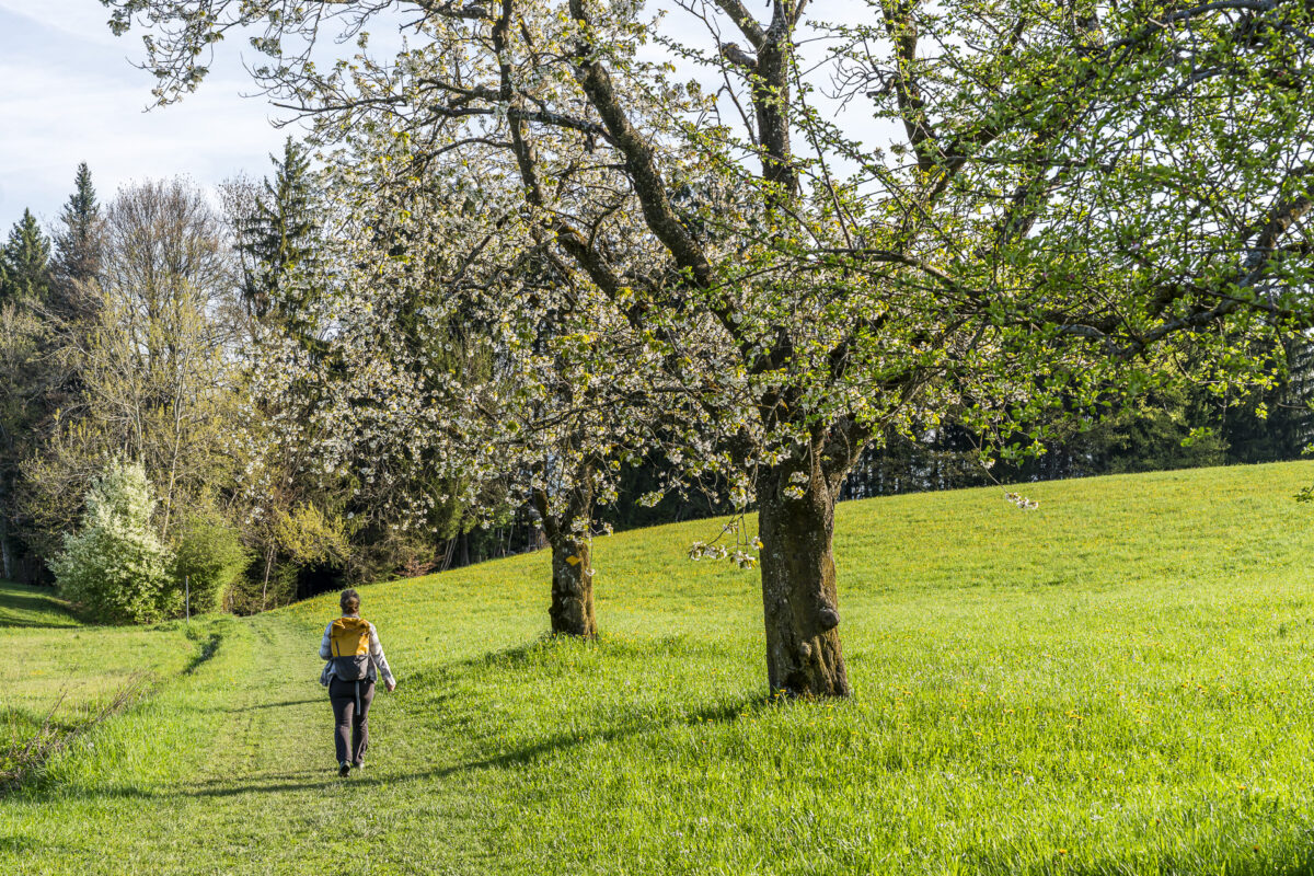 Wanderweg Menzingen