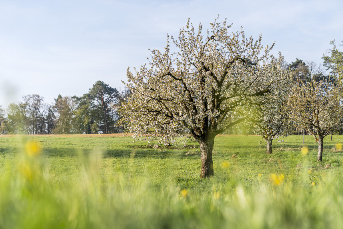 Nuglar blühender Kirschbaum