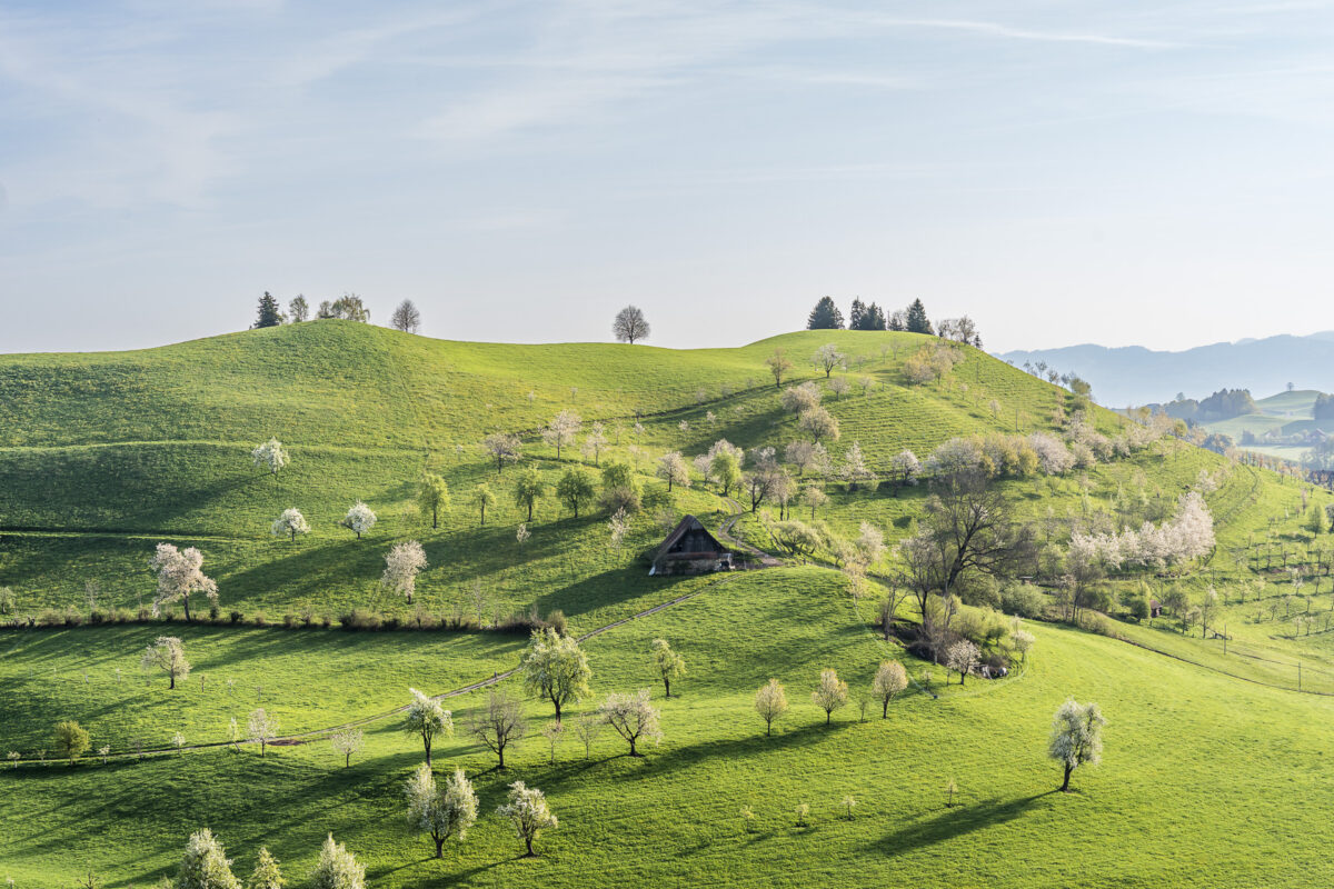 Hochstammbäume in Winzwilen ZG