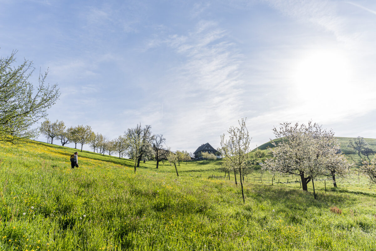 Wanderweg durch Obstbäume