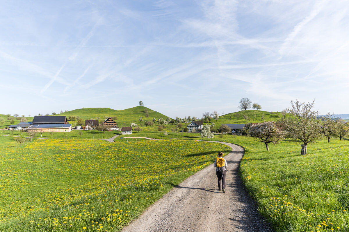 Blachen Moränenlandschaft Zug