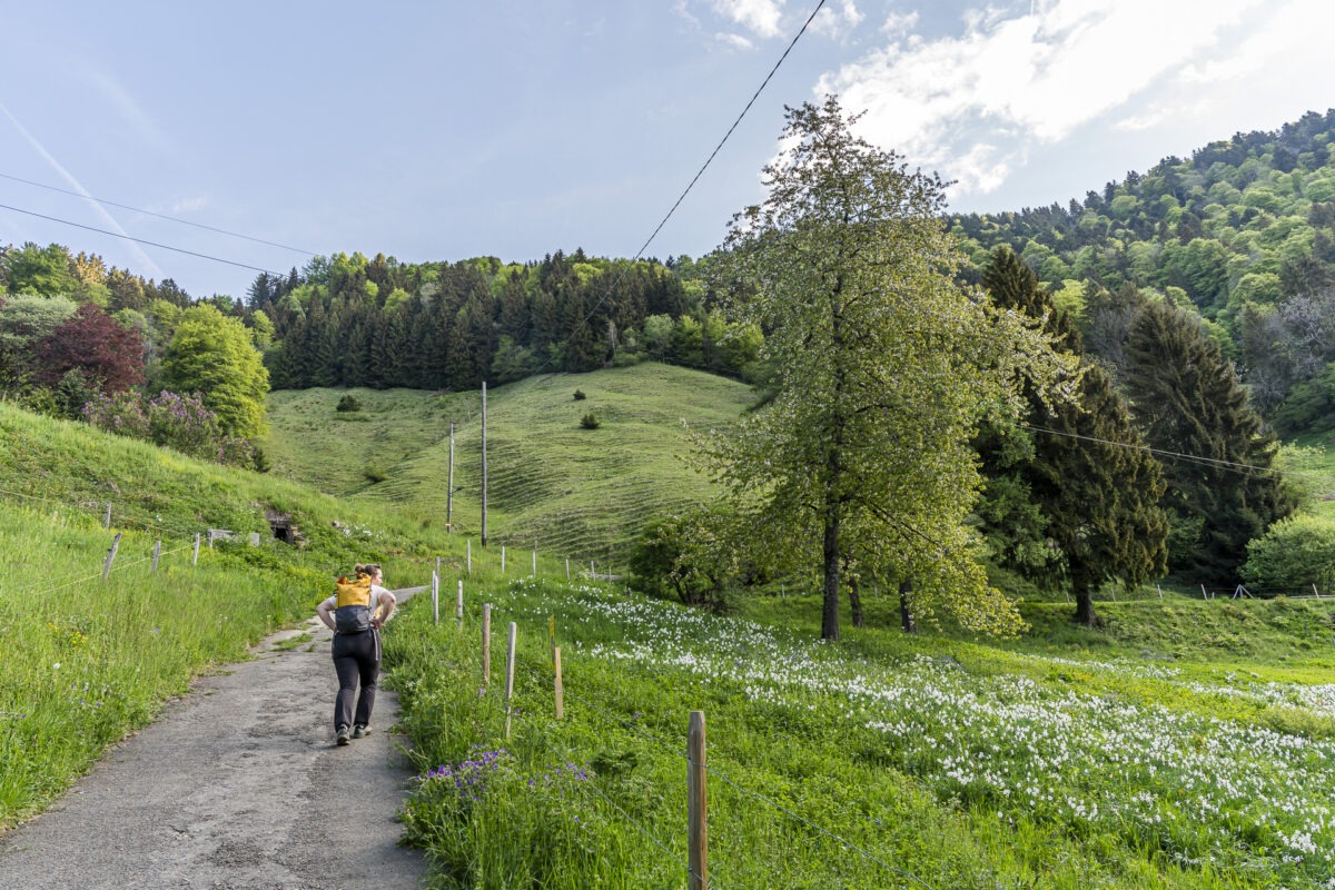 Narzissenwanderung les Avants