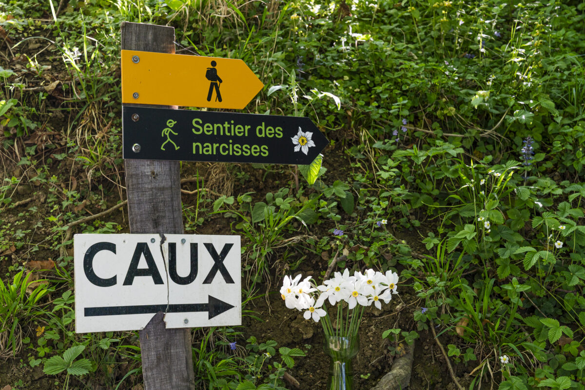Narzissenweg Glion