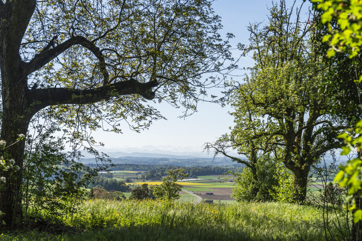 Aussicht übers Weinland