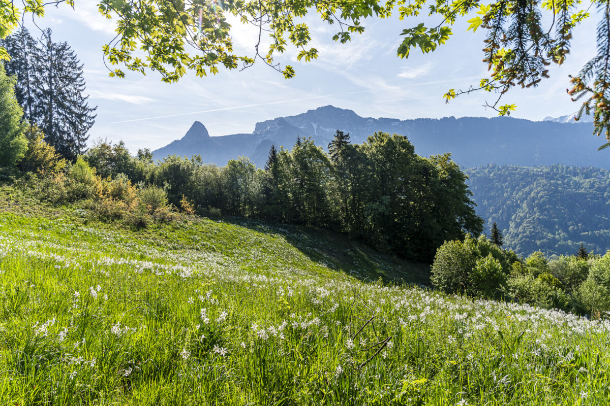 Narzissenfelder in Les Avants