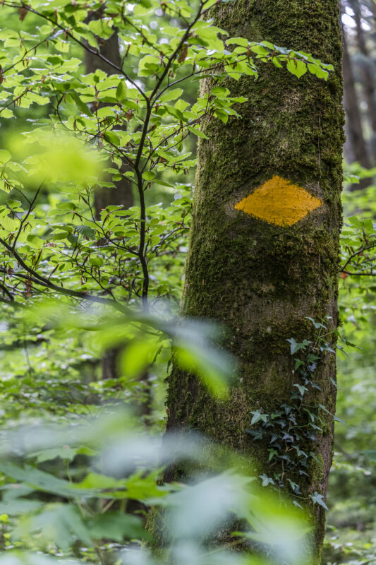 Wanderweg durch ein Naturwaldreservat