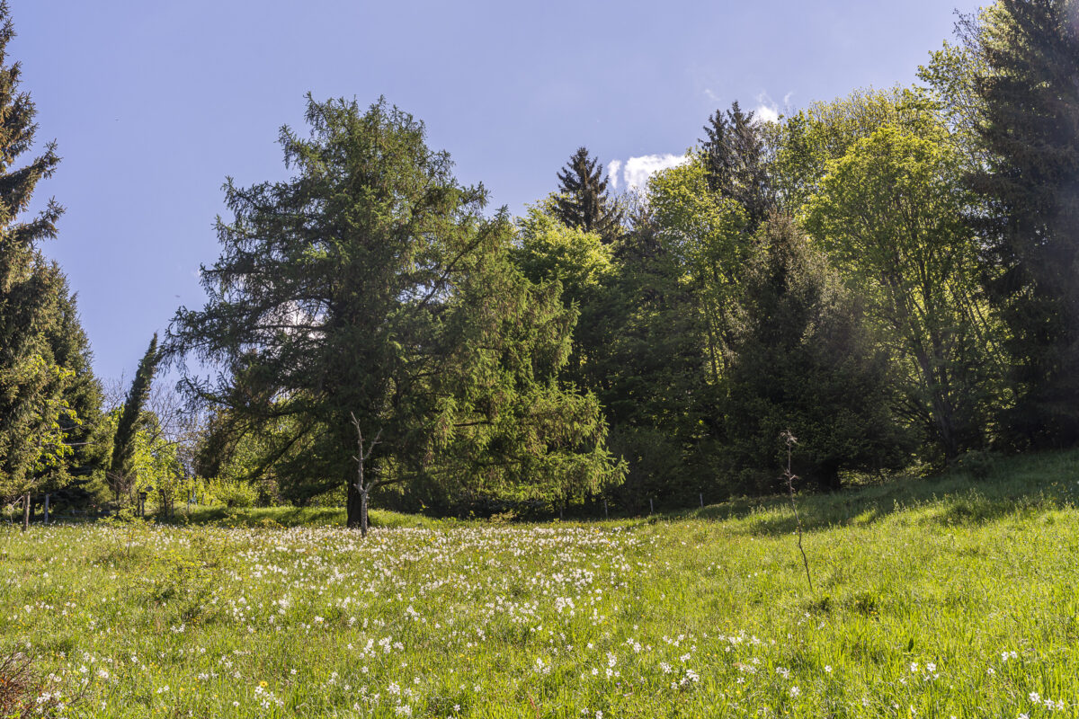 Narzissenblüte in Glion
