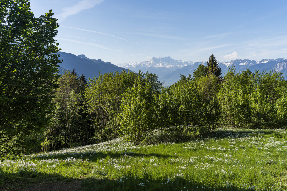 Narzissenblüte in Les Avants