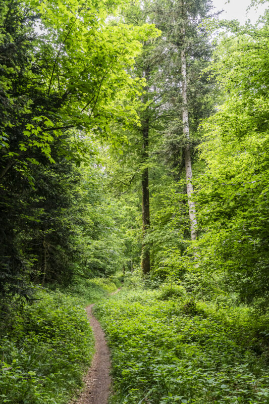 Neturwaldreservat bei Baden