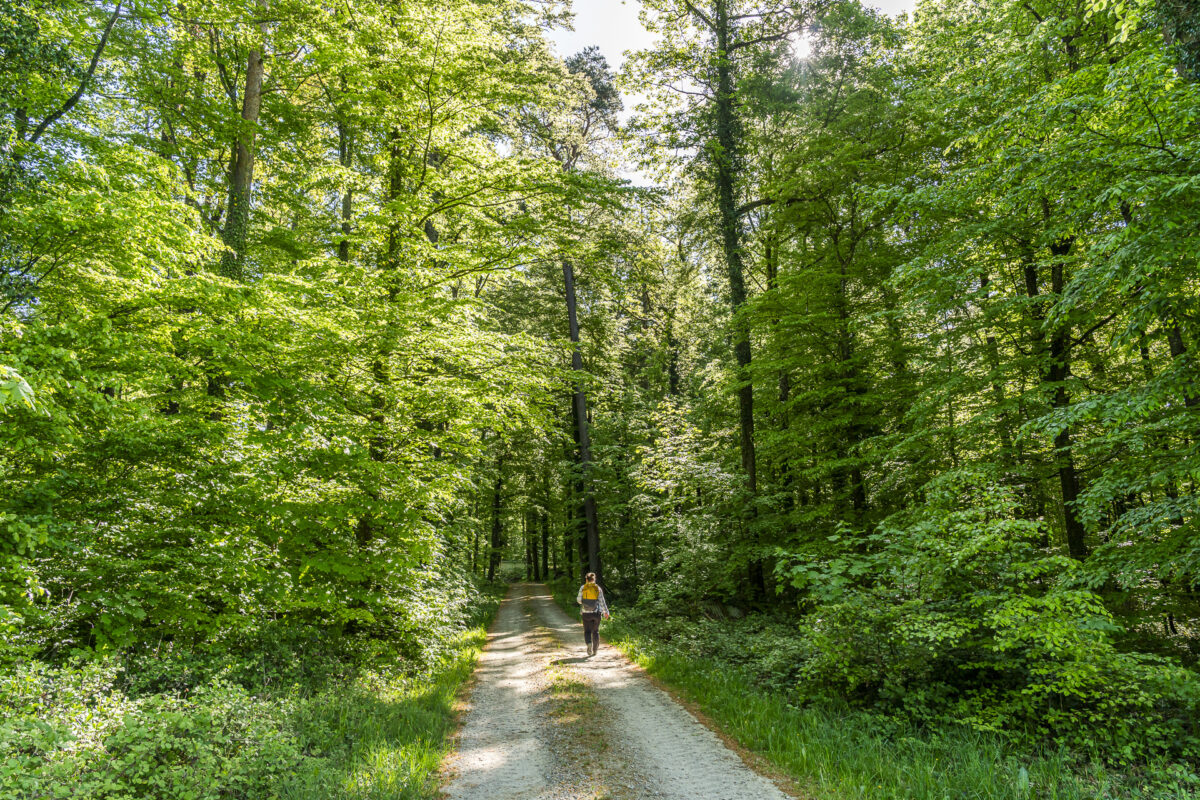 Waldweg im Weinland