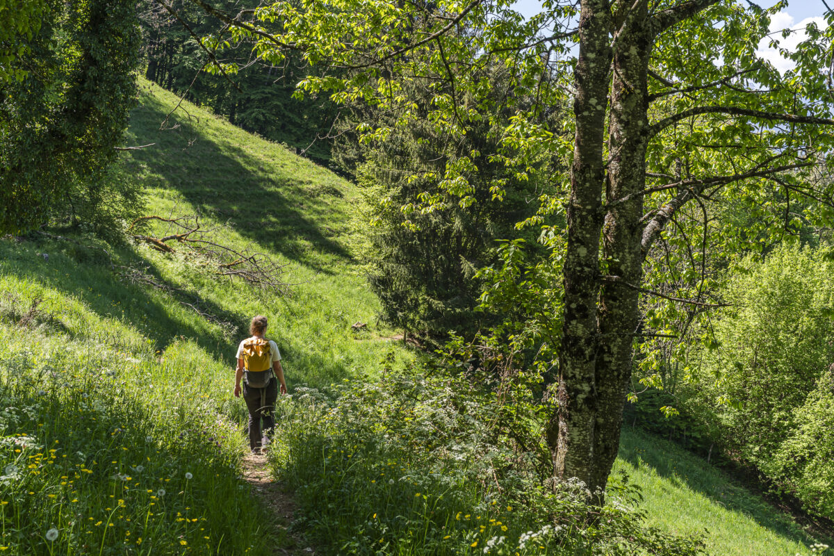 Narzissenwanderung Glion
