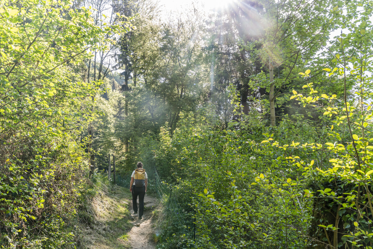 Le Chemin des Narcisses