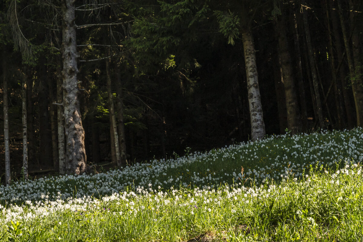 Narzissenblüte Les Avants